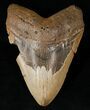 Huge Megalodon Tooth - North Carolina #15997-1